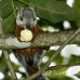 squirrel_variegated_tar_h_0228_cos0533.jpg
